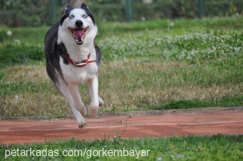 buffy Dişi Sibirya Kurdu (Husky)