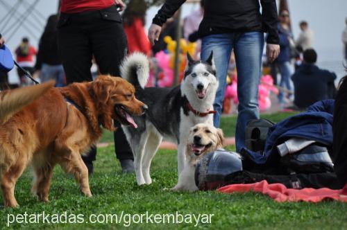 buffy Dişi Sibirya Kurdu (Husky)