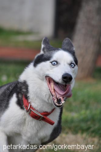 buffy Dişi Sibirya Kurdu (Husky)