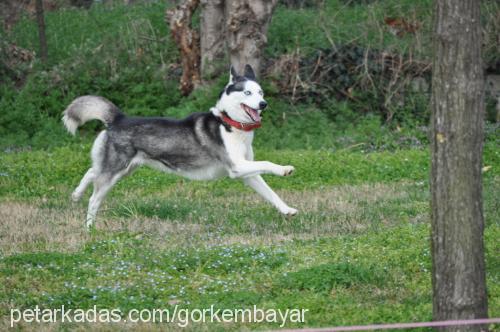 buffy Dişi Sibirya Kurdu (Husky)