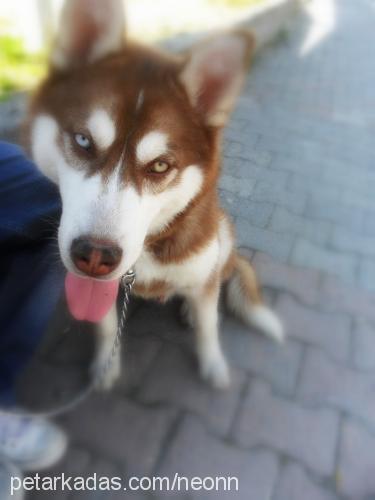 mişa Erkek Alaskan Malamute