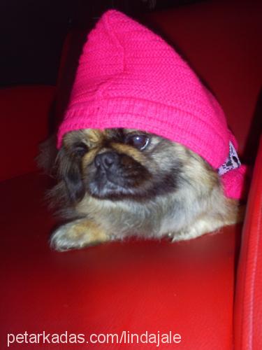 lİnda Dişi Pekingese