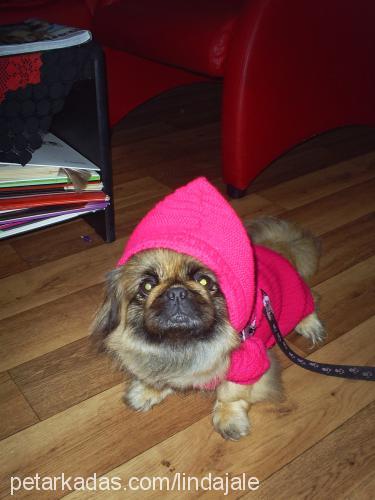 lİnda Dişi Pekingese