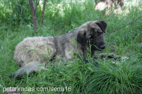 rambo Erkek Kars Çoban Köpeği