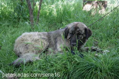 rambo Erkek Kars Çoban Köpeği