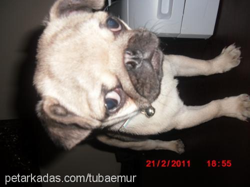 paskal Erkek Pug