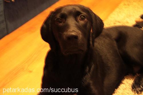 ginger Dişi Labrador Retriever