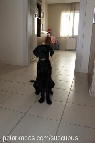 ginger Dişi Labrador Retriever