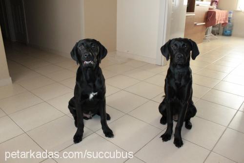 ginger Dişi Labrador Retriever