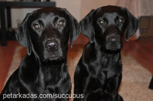 ginger Dişi Labrador Retriever