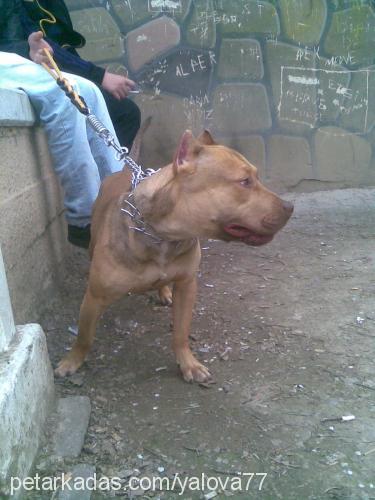 fedor Erkek Amerikan Staffordshire Terrier