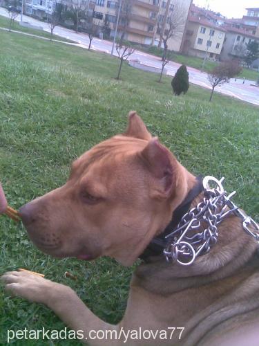 fedor Erkek Amerikan Staffordshire Terrier