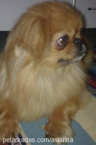 reis Erkek Pekingese