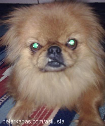 reis Erkek Pekingese