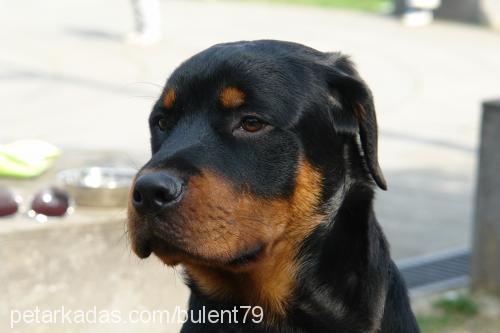 oğul Erkek Rottweiler