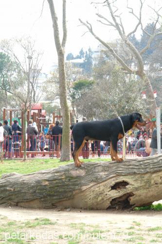 oğul Erkek Rottweiler