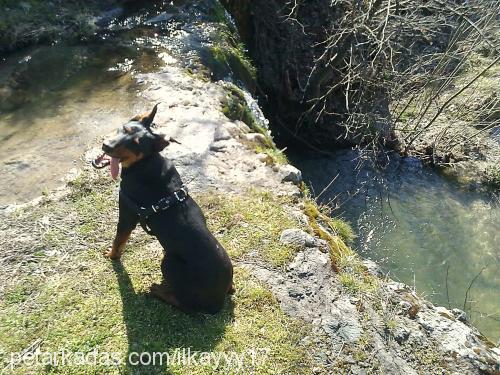 efe Erkek Doberman Pinscher