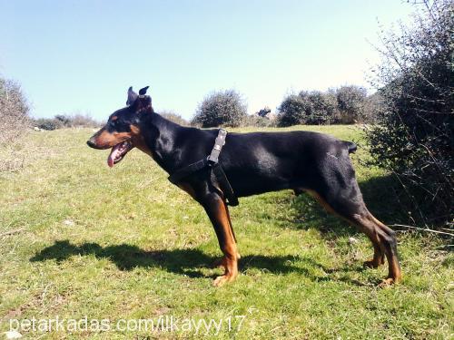 efe Erkek Doberman Pinscher