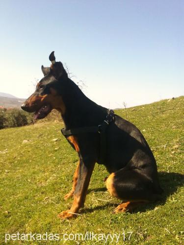 efe Erkek Doberman Pinscher