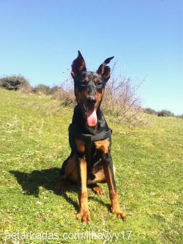 efe Erkek Doberman Pinscher