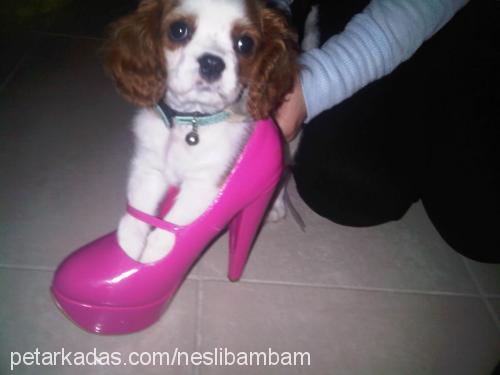 bambam Erkek Cavalier King Charles Spanieli