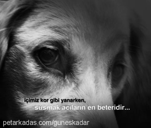 cheery Dişi Golden Retriever