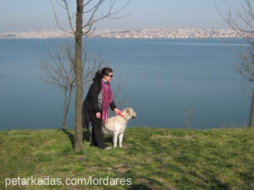 ares Erkek Golden Retriever