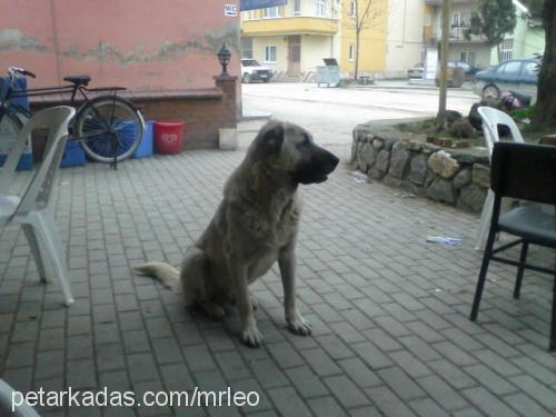 paşa Erkek Kangal