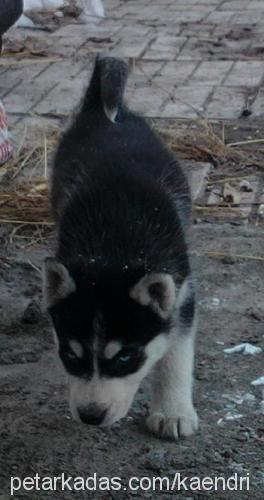 astra Dişi Sibirya Kurdu (Husky)