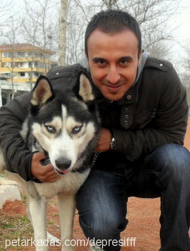 maxwell Erkek Sibirya Kurdu (Husky)