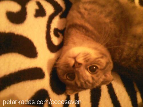 coco Erkek Scottish Fold