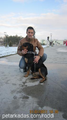 roddi Dişi Rottweiler