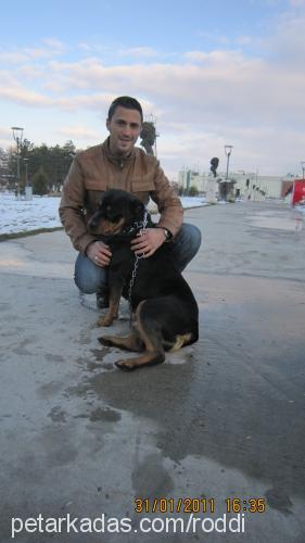 roddi Dişi Rottweiler