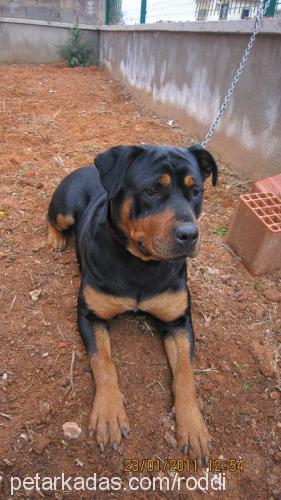 roddi Dişi Rottweiler