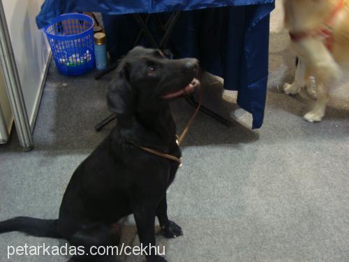 mişa Dişi Labrador Retriever