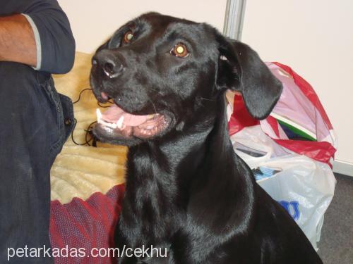 mişa Dişi Labrador Retriever