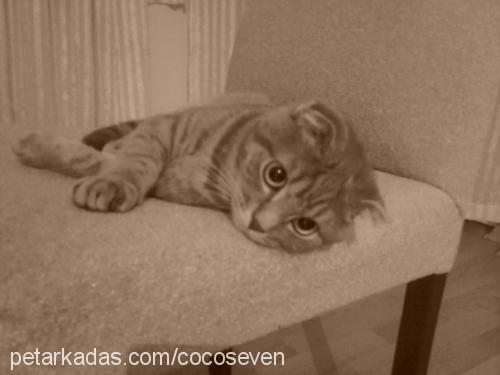 coco Erkek Scottish Fold