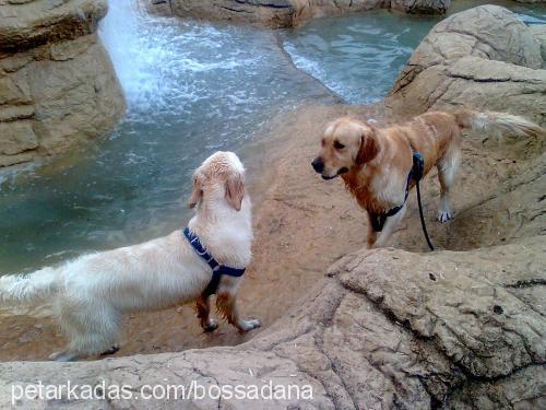 boss Erkek Golden Retriever