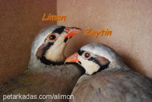 limon-zeytin Erkek 