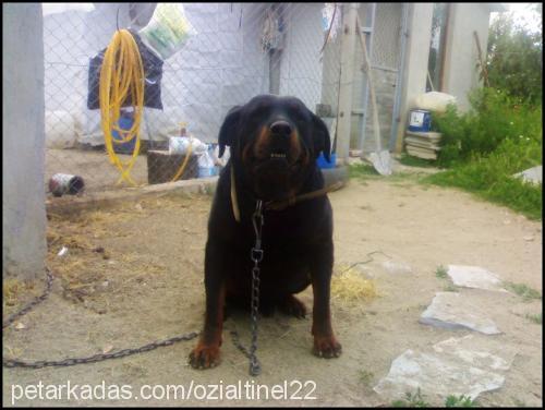 rex Erkek Rottweiler