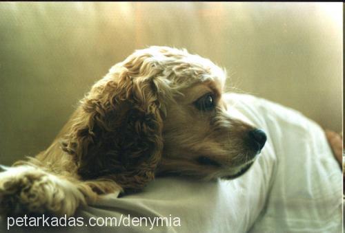 tammy Erkek Amerikan Cocker Spaniel