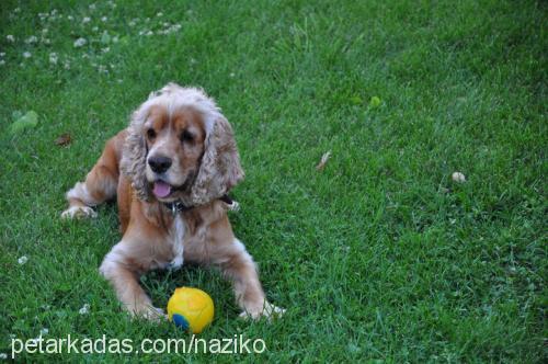 cookie Erkek Amerikan Cocker Spaniel