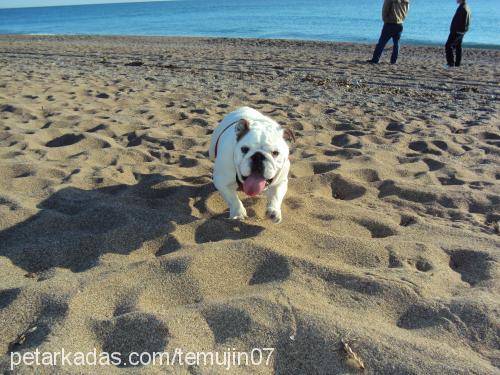 alissa Dişi İngiliz Bulldog