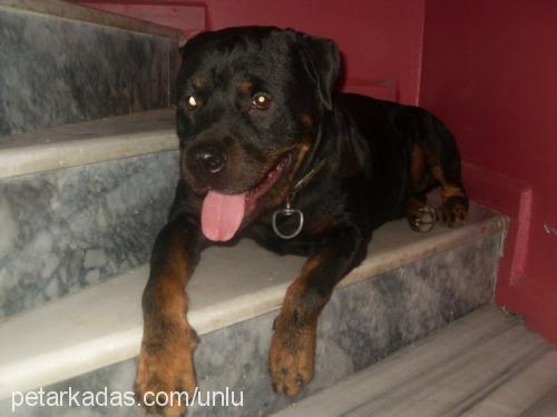 paşa Erkek Rottweiler