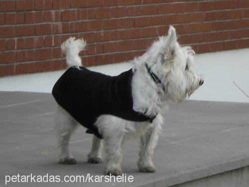 shelie Dişi West Highland White Terrier