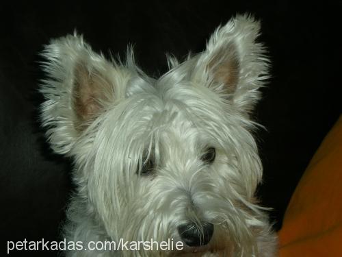 shelie Dişi West Highland White Terrier