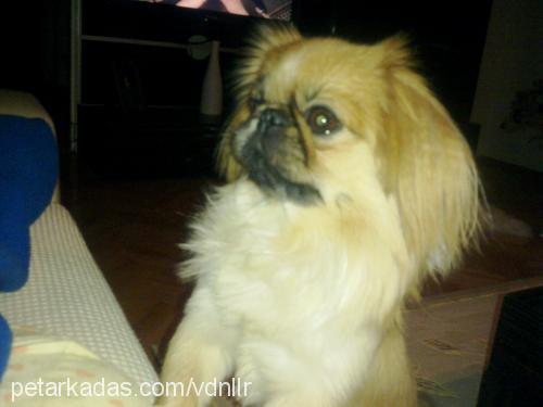 furby Erkek Pekingese