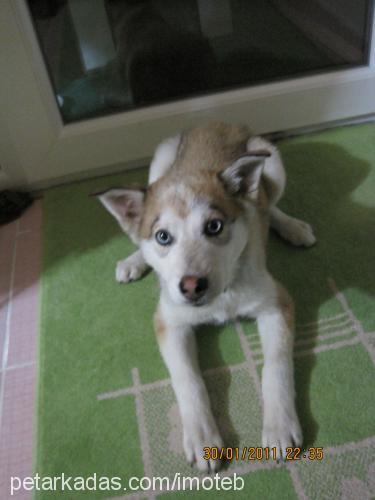 köpük Dişi Sibirya Kurdu (Husky)