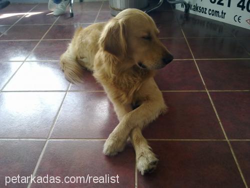 hachi Erkek Golden Retriever