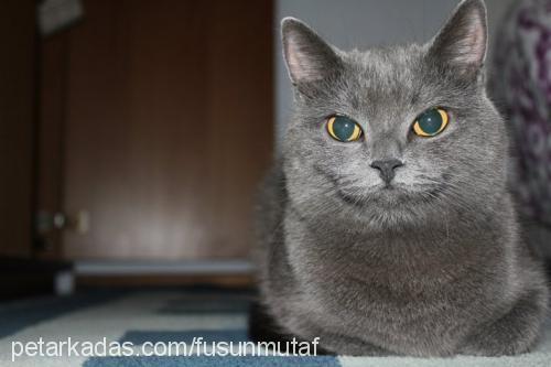 misty Dişi British Shorthair